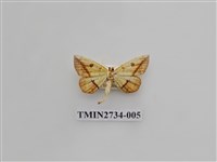 藏品(尺蛾290)的圖片